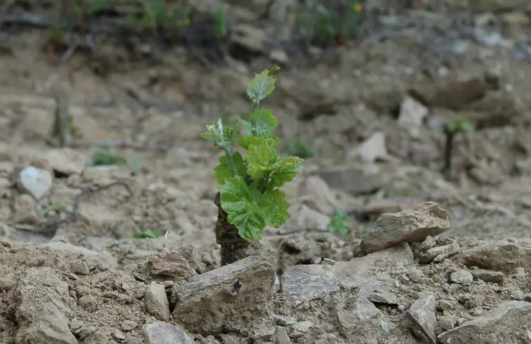 Replanting Pt 4