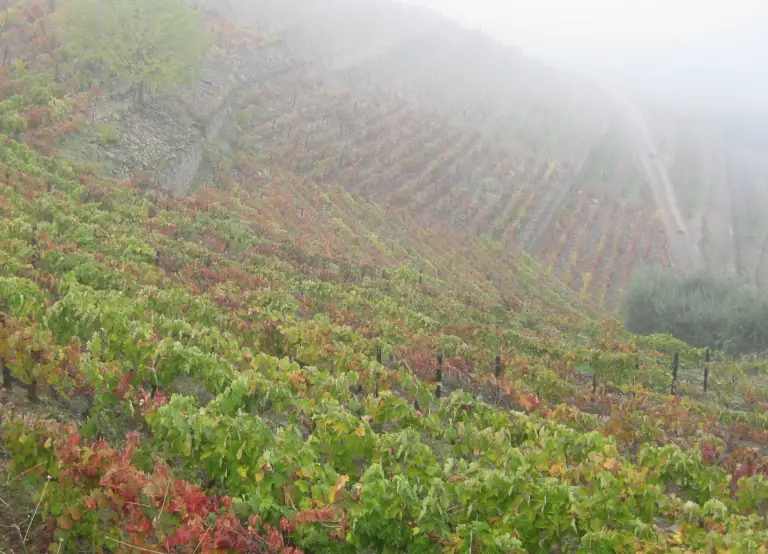October at Quinta do Tedo