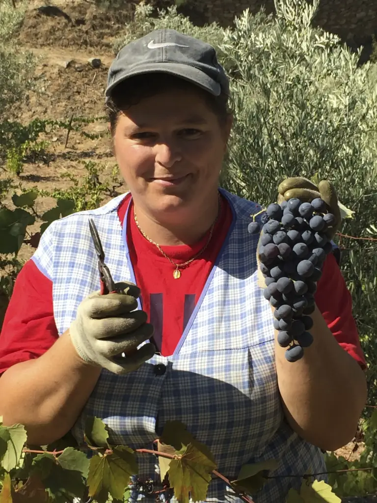 Harvest news: beautiful and healthy grapes!