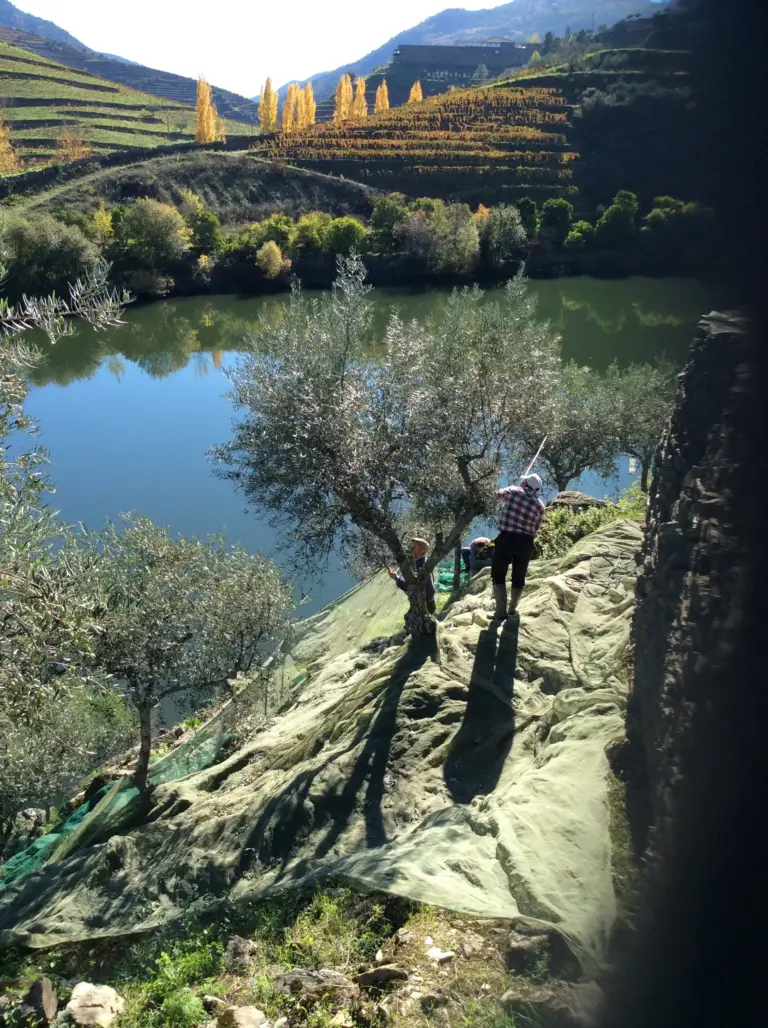 Olive Harvest and Olive Oil 2015