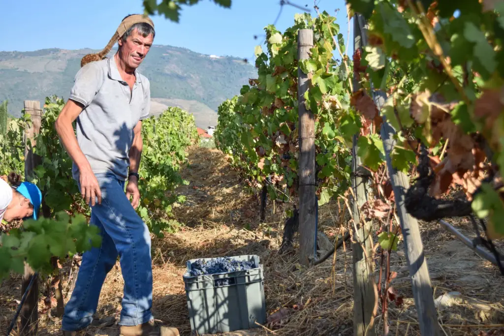 Preparing to bring grapes down steep terraces.