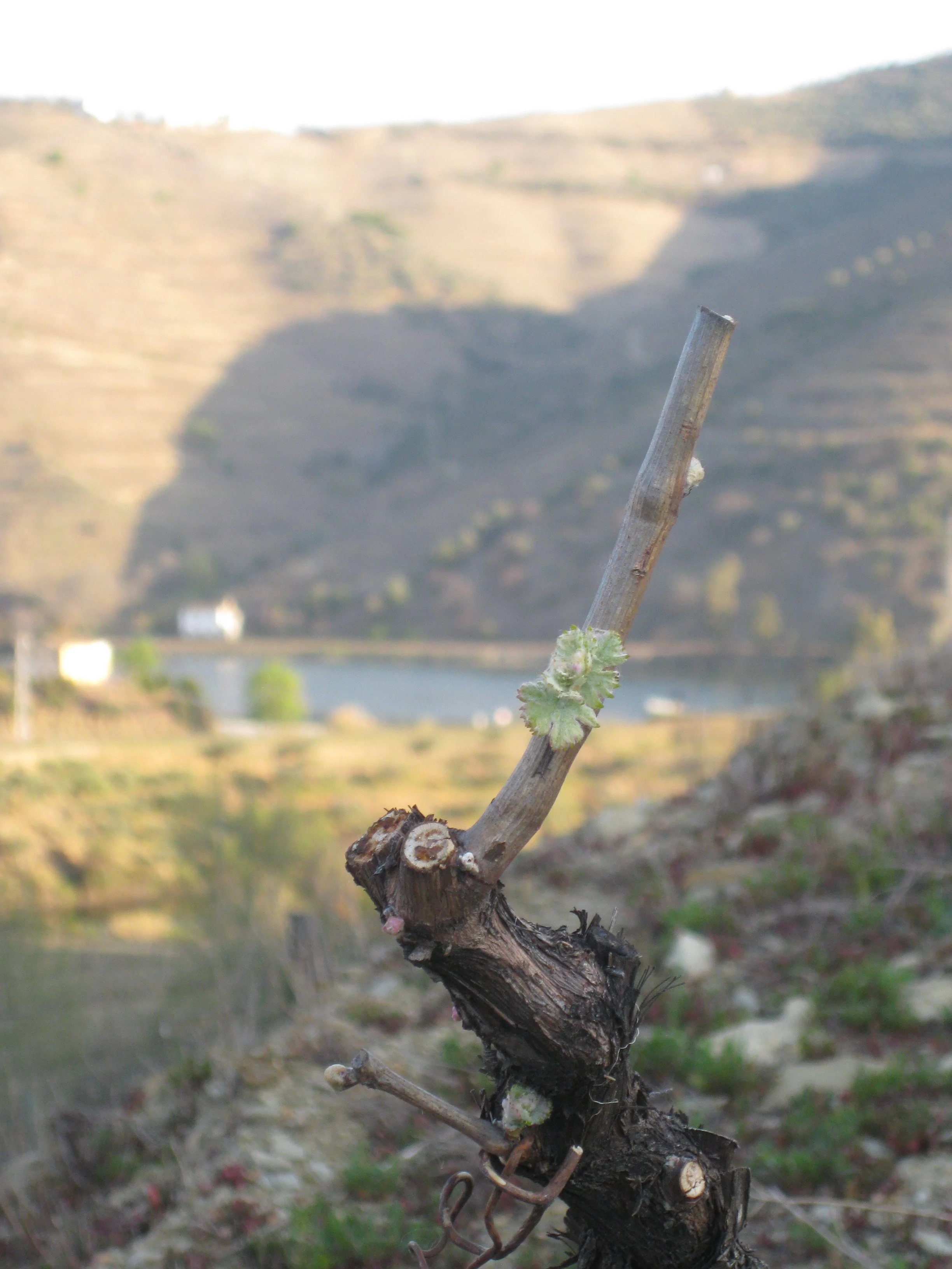 Bud break!