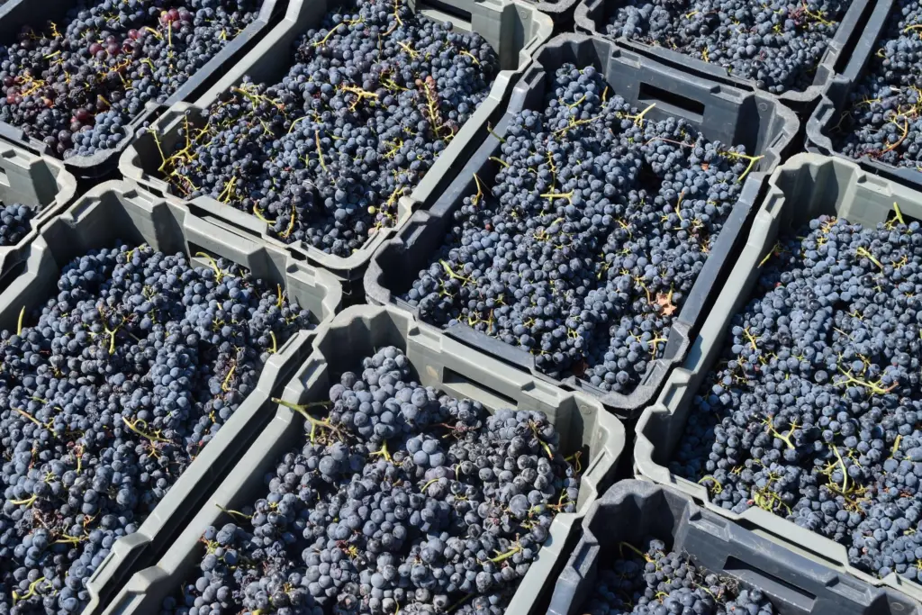 Grapes bursting with flavor.