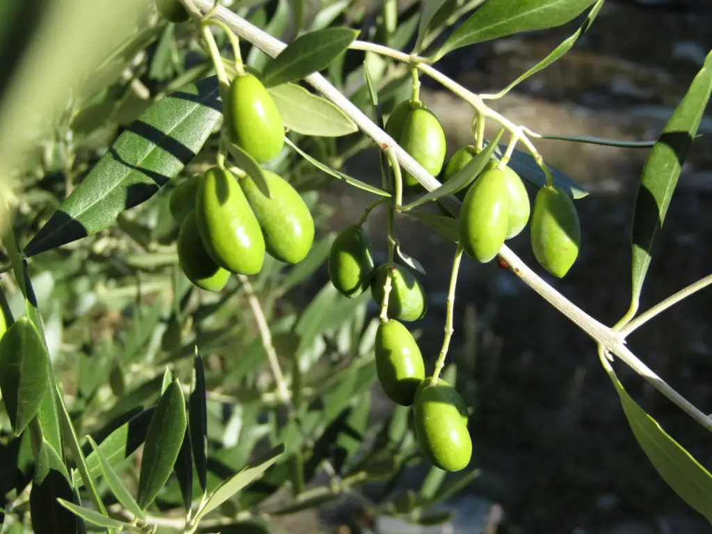 An almond shape to the Carrasquenha variety.