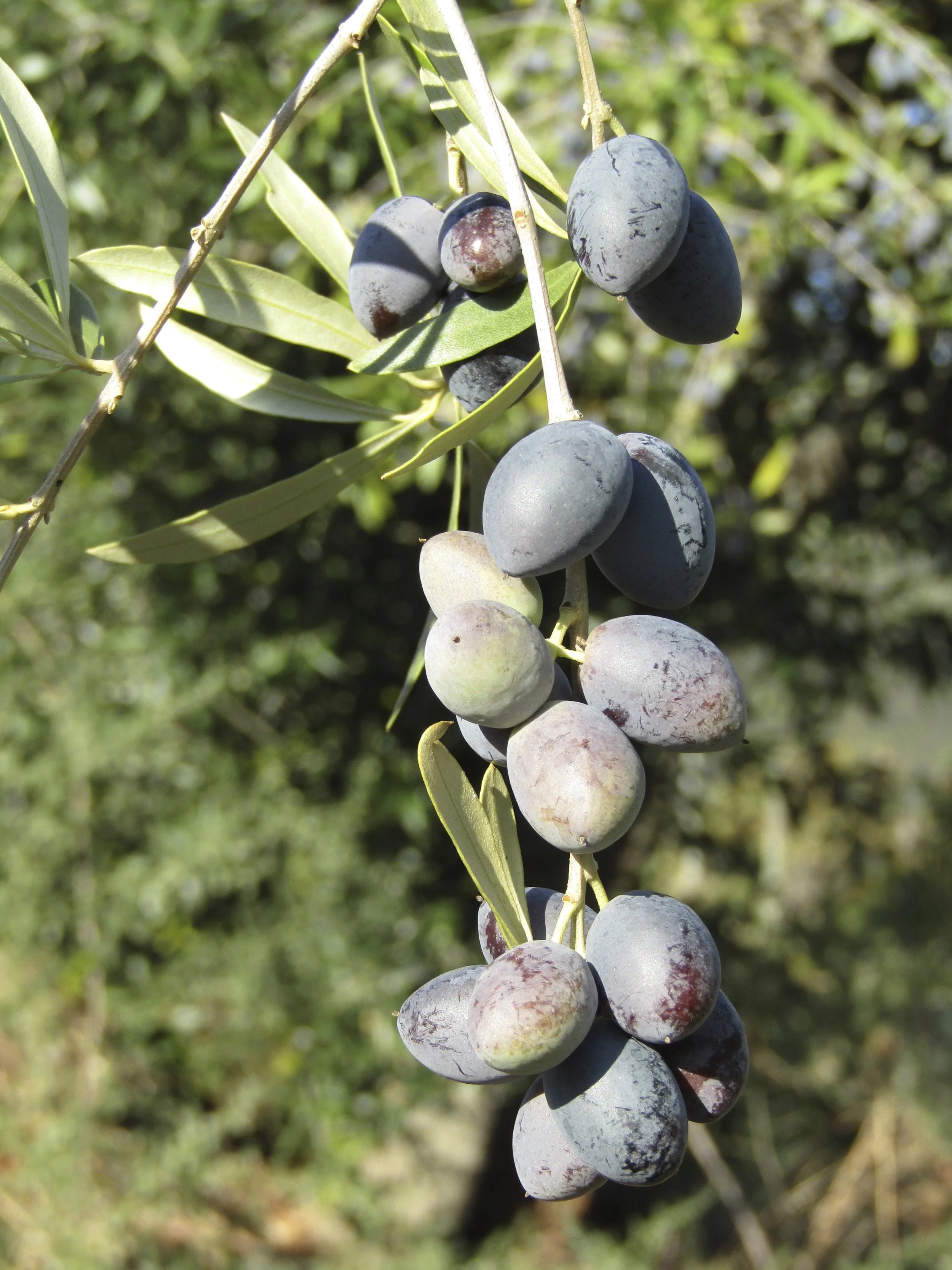 Darker purple cordovan variety.
