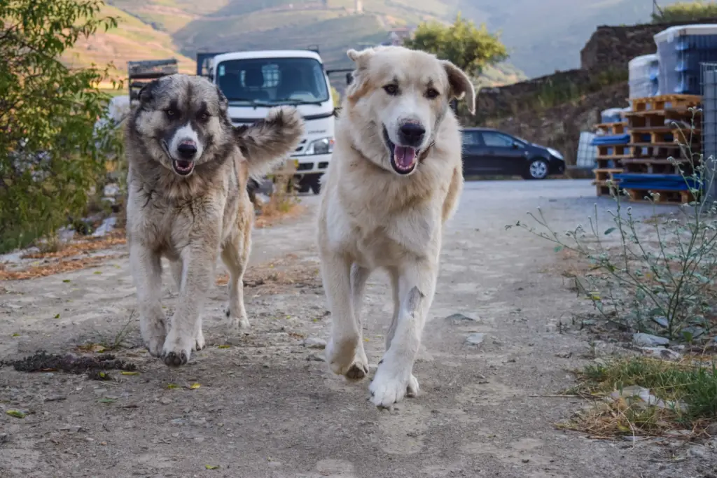 Our dogs are always part of the action.