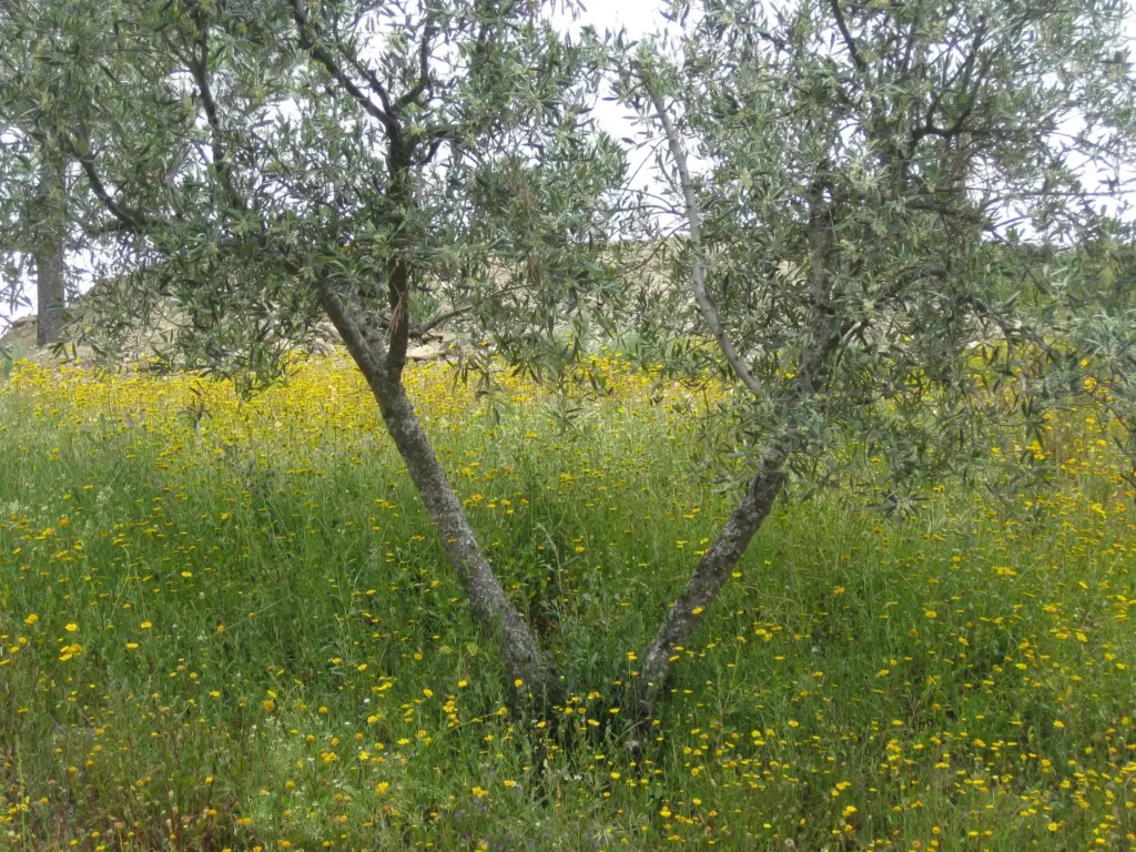 Happy olive trees