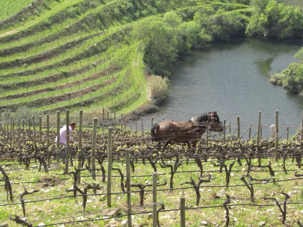 Horse Tedo plows the soil.