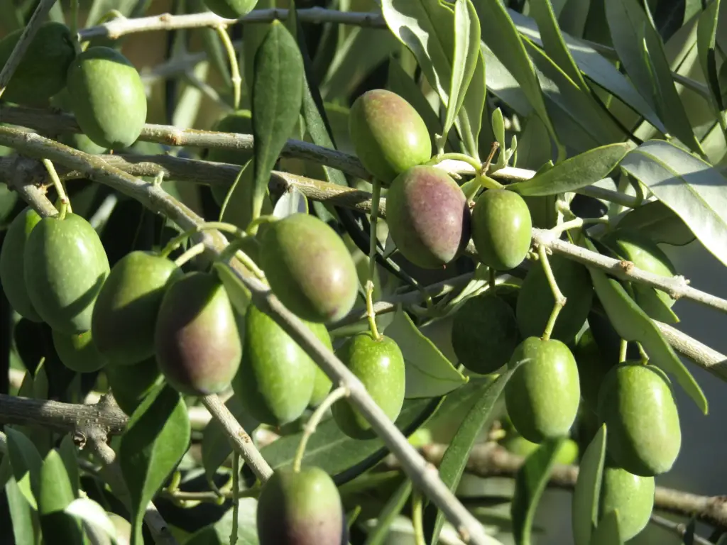 Possilby moleirinha variety.