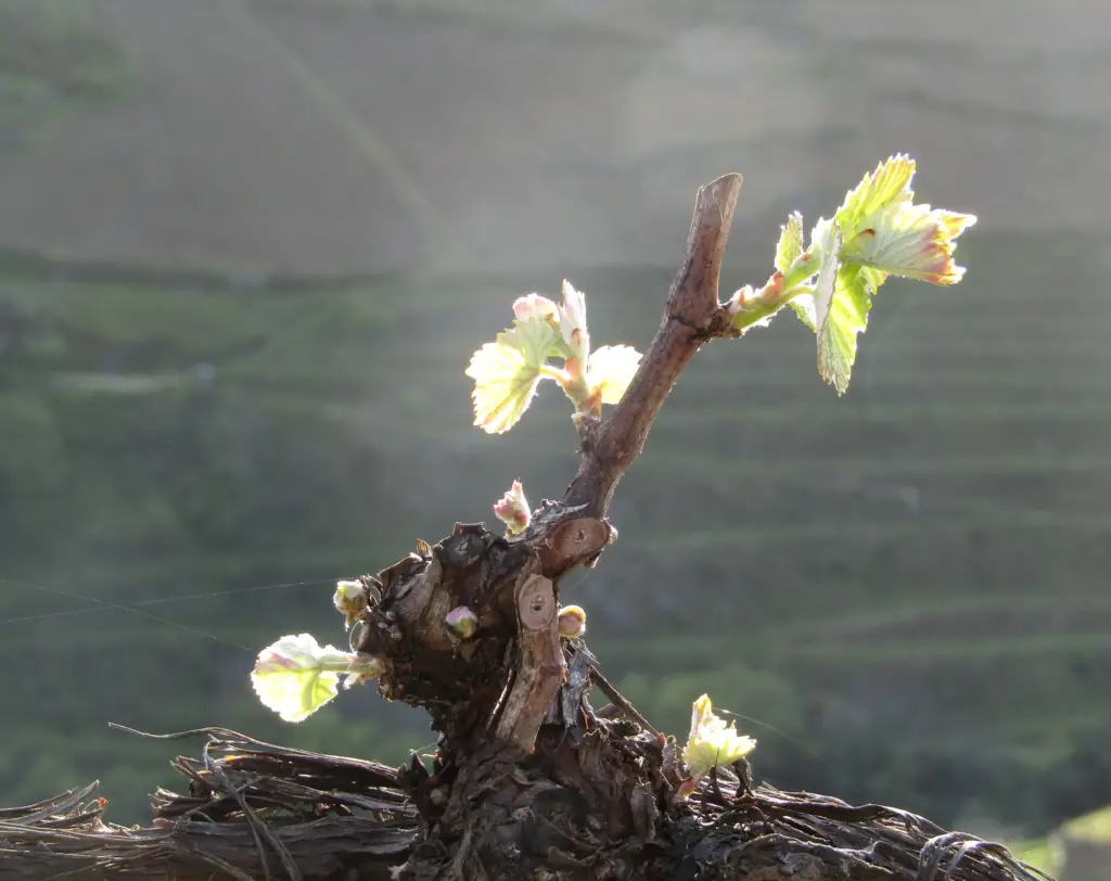 Bud break!