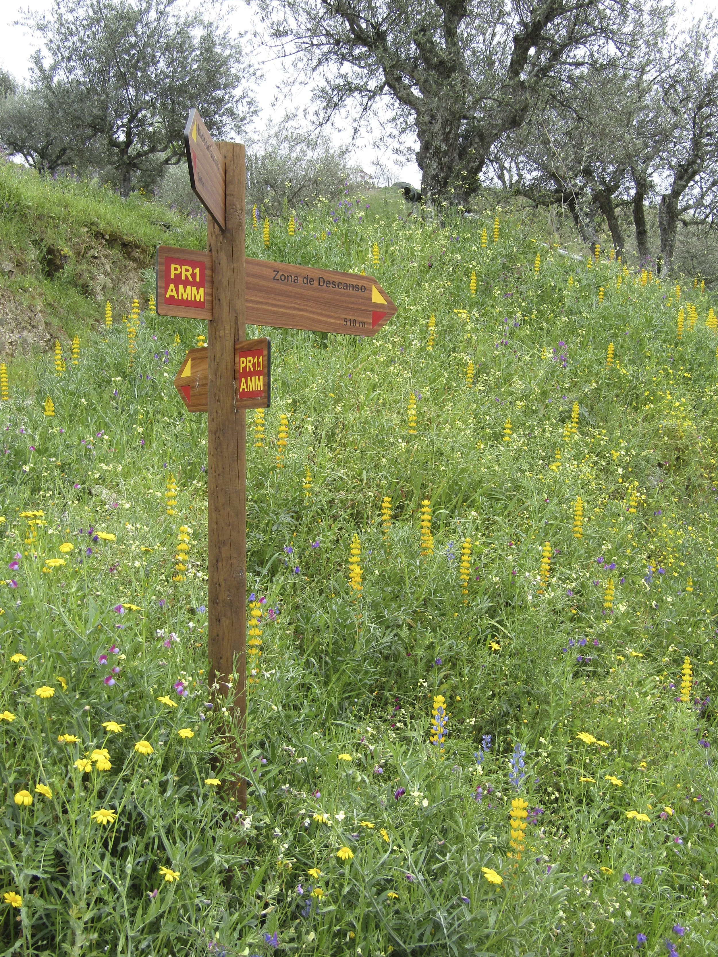 Wild flowers in abondanza.