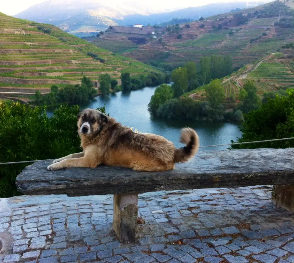 Our dogs await you!