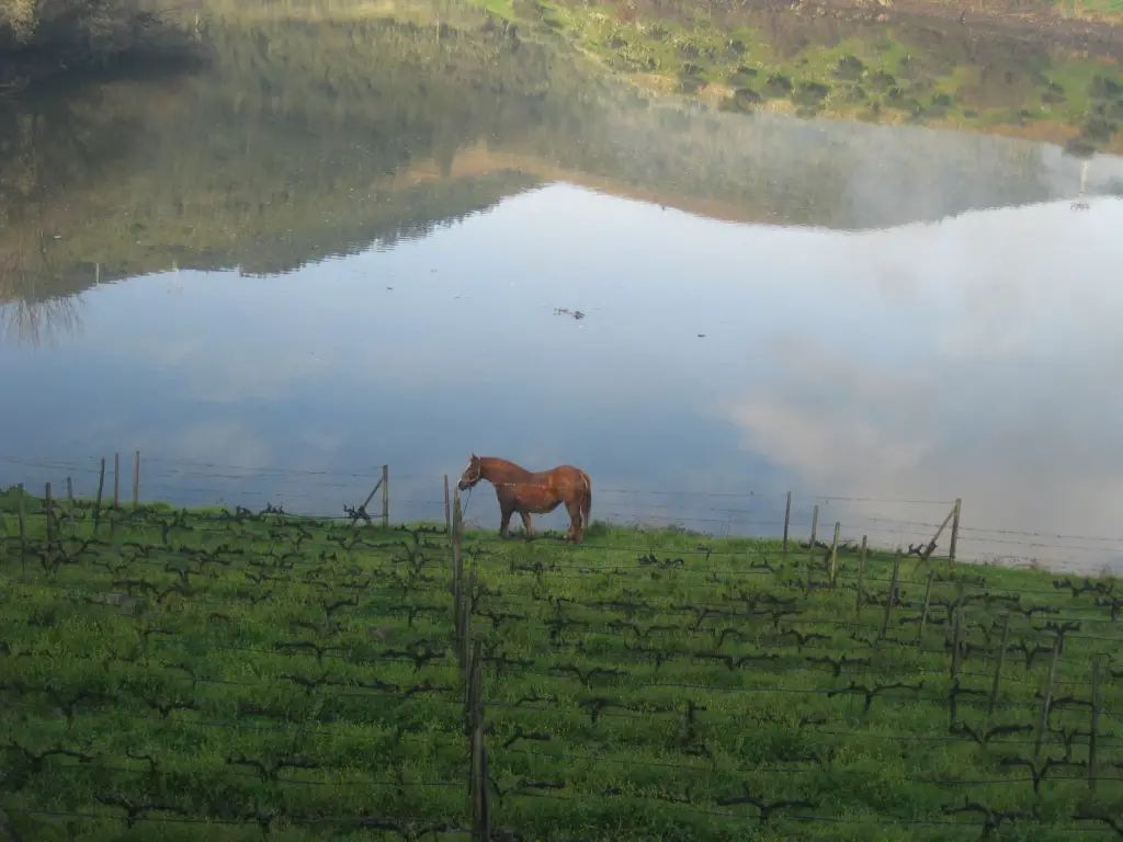 Tedo at work grazing