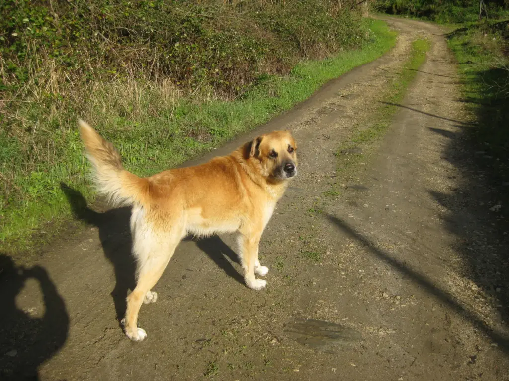 Circus, faithful companion on my walks