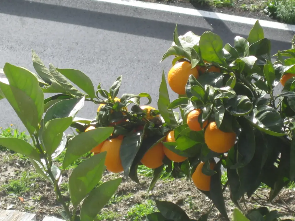 Oranges for mouthwatering marmelade.
