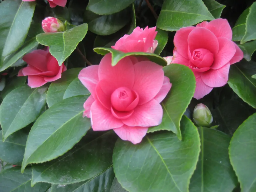 Irresistible camelias