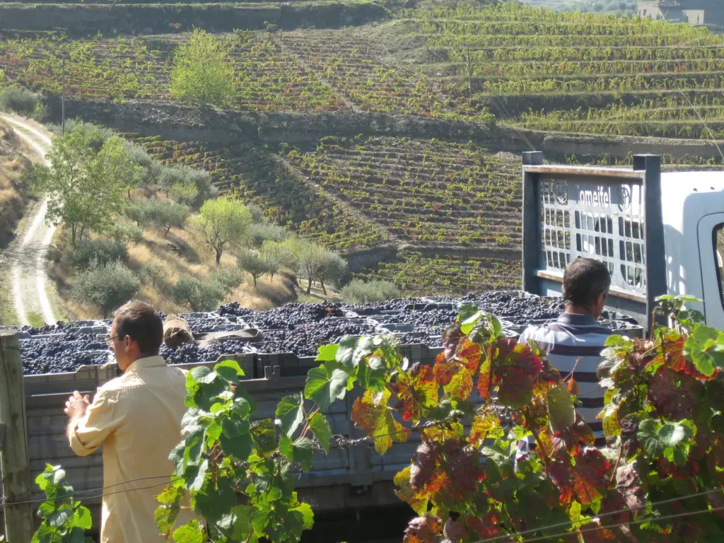 Last truckload of grapes ready to go!