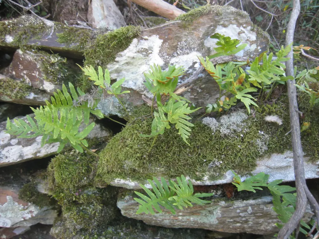 Ferns growing in vineyard terraced wall