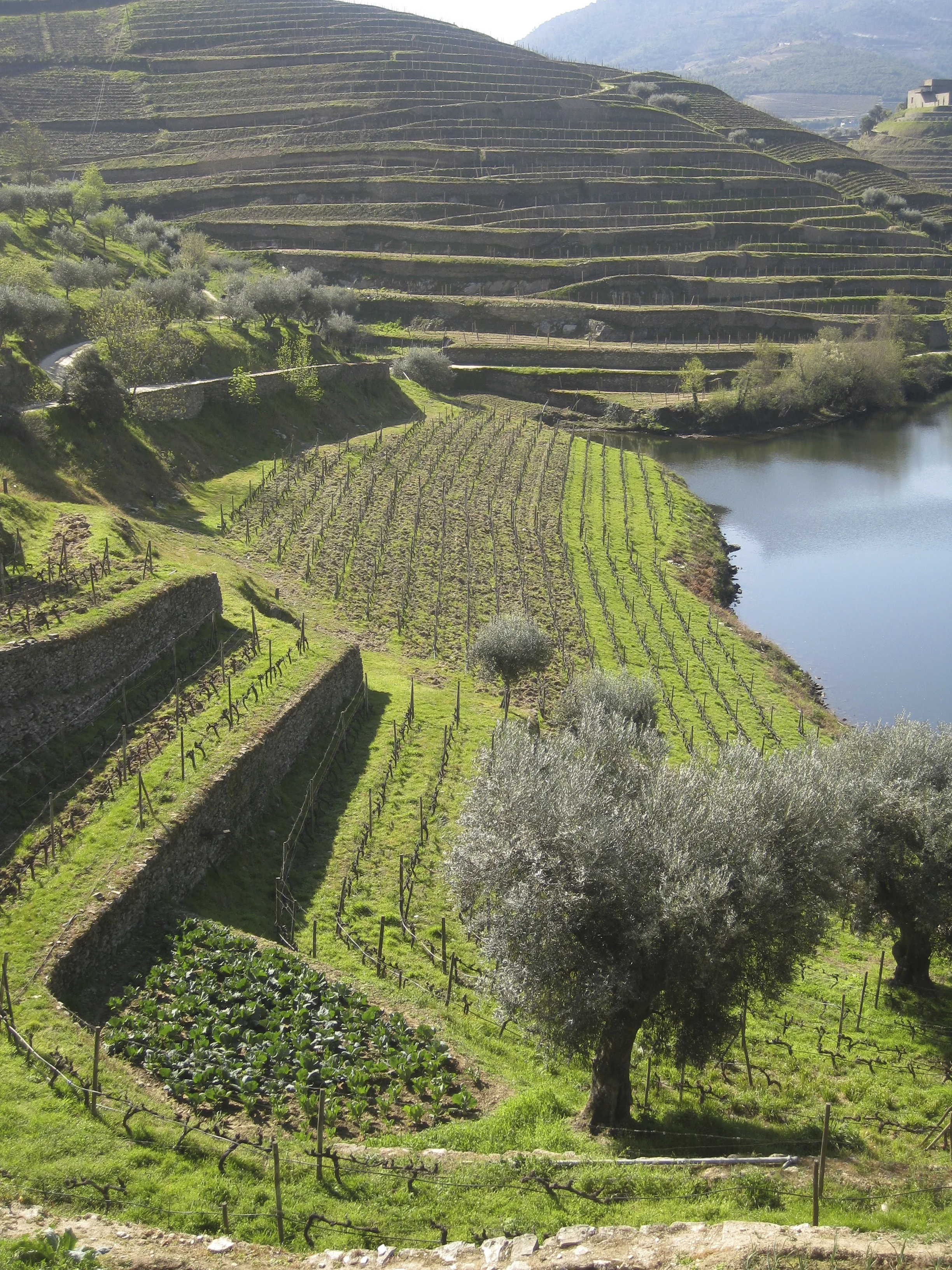 The trail follows the Tedo and climbs in elevation through the vineyards.