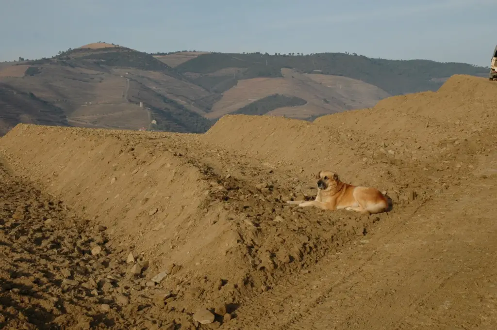 It is a dog's life!