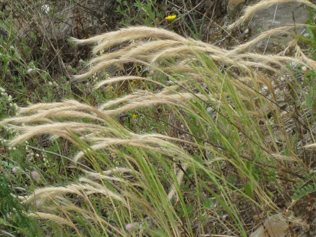Lolium aka wild rye