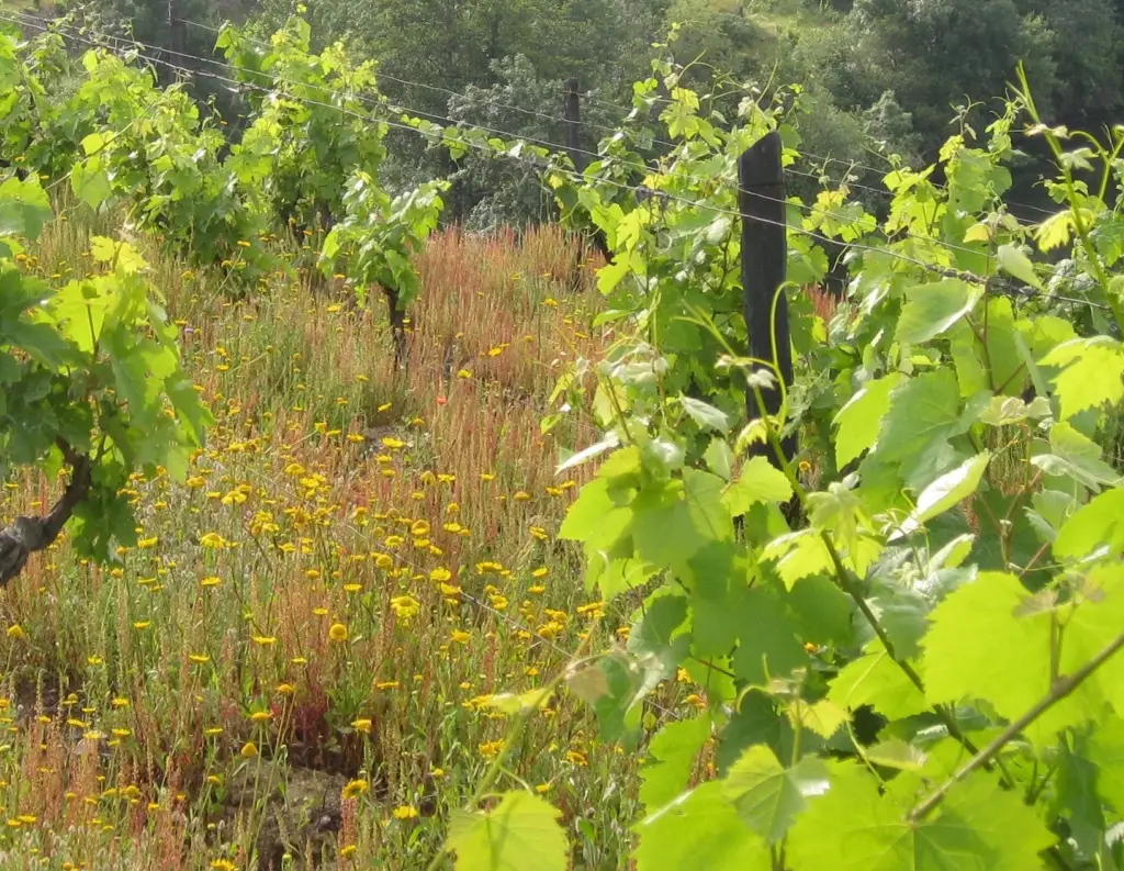 Natural cover crop = fertilizer