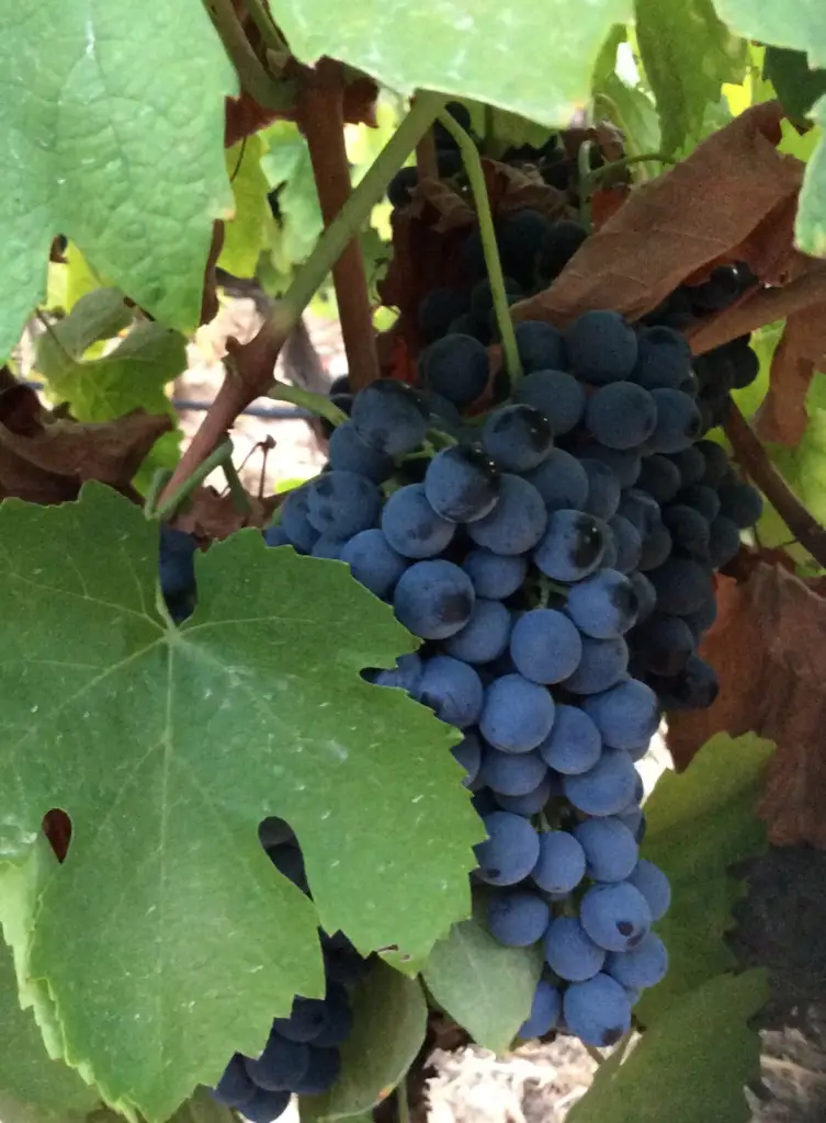 Touriga Nacional