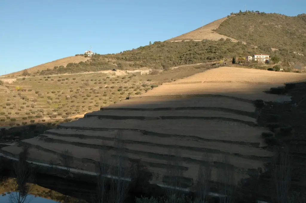 Vineyard Contour Tedo side