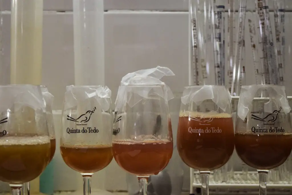 Juice samples to determine sugar, acid and ph levels.