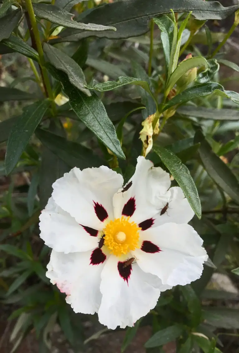 Beneficial wildflowers at Quinta do Tedo