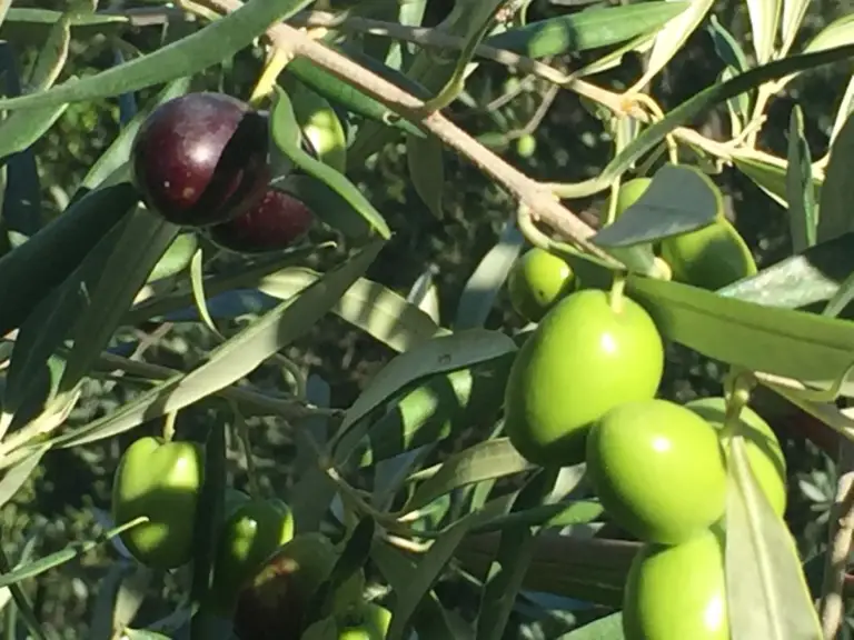 Our olive harvest takes off!