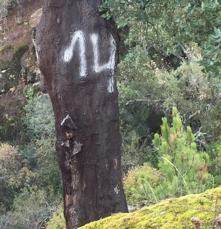 What’s that number on the cork tree?