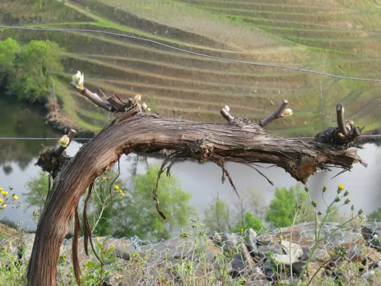 SPRINGtime in our vineyards