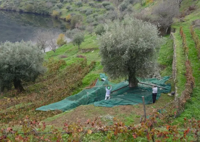 Behind the Scenes of our Extra Virgin Olive Oil Part 1: From Past to Present