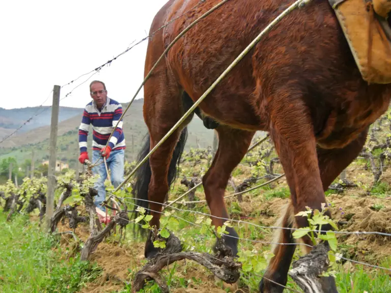 Today’s certified organic vineyards need a good Viticulture Manager!
