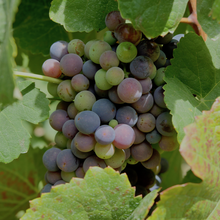 It’s that veraison time of the year!