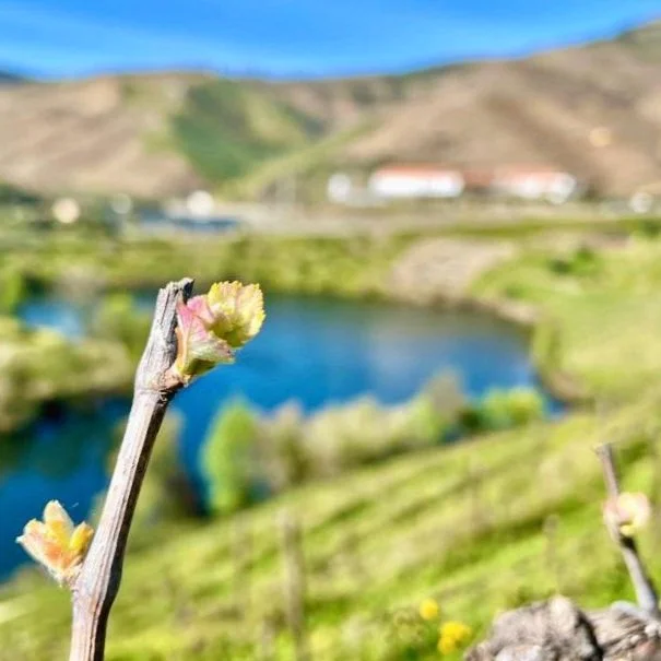 Spring has sprung at Quinta do Tedo!
