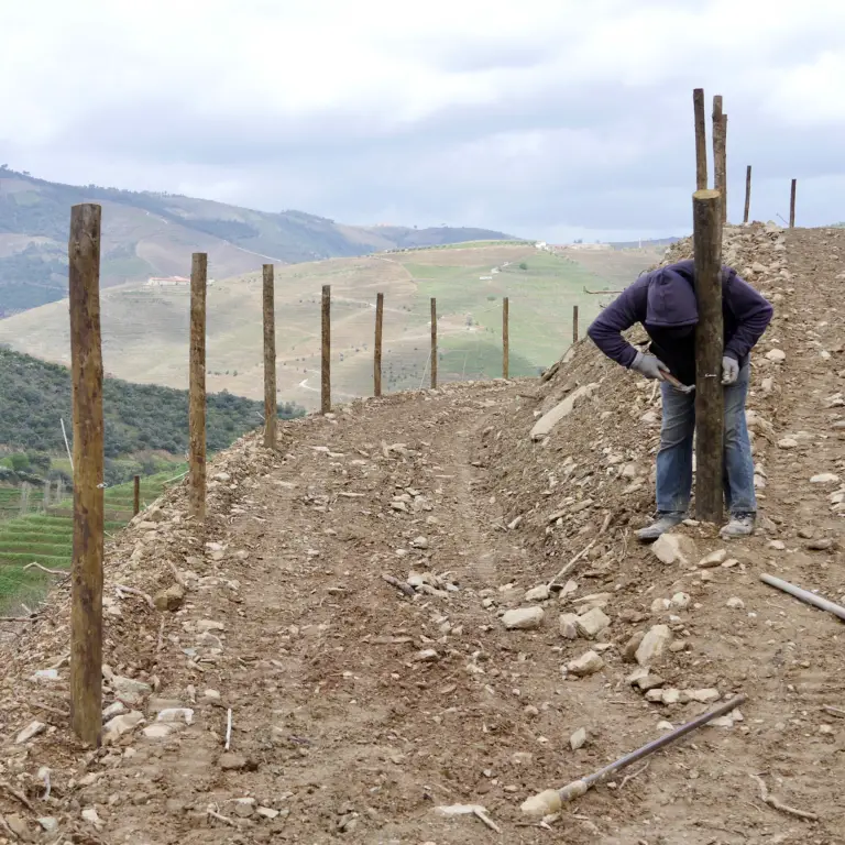 Planting a new vineyard according to old tradition
