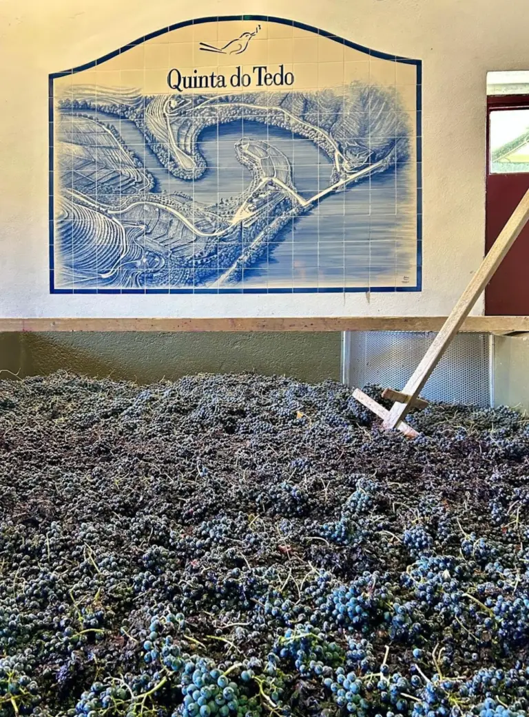Quinta do Tedo’s 2024 Harvest