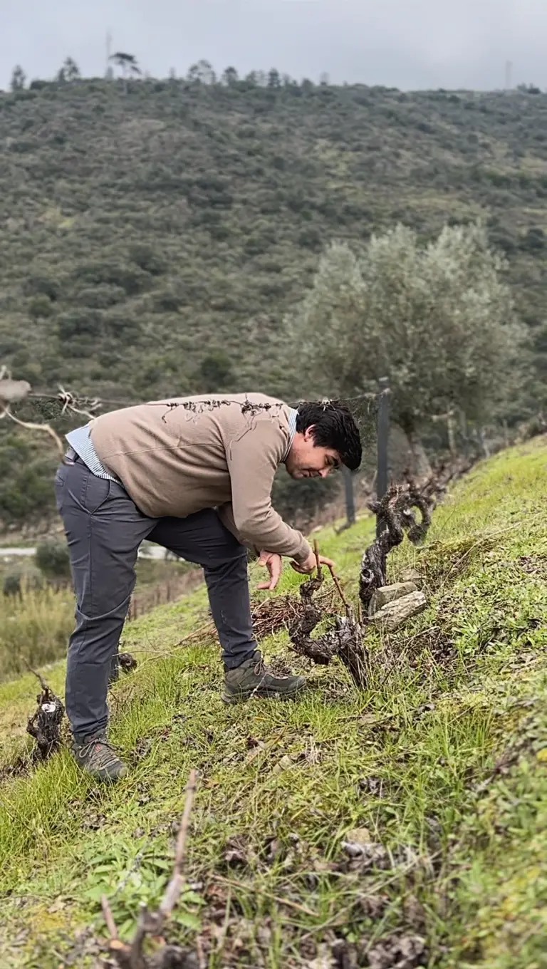 Pruning techniques at Quinta do Tedo