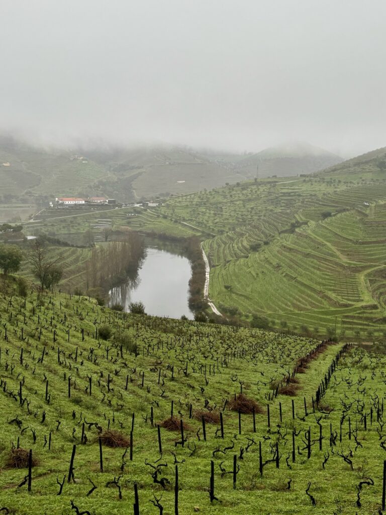 Extreme winter storms and viticulture coping mechanisms
