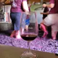 Coming up – our annual Harvest Experience 🍇