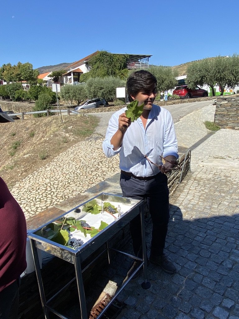  Angelo's short course of leaf and grape identification 