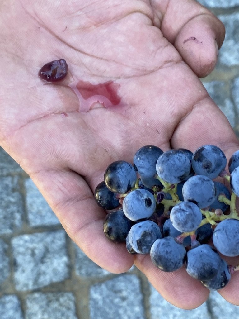  The grape juice, aka future Porto! 