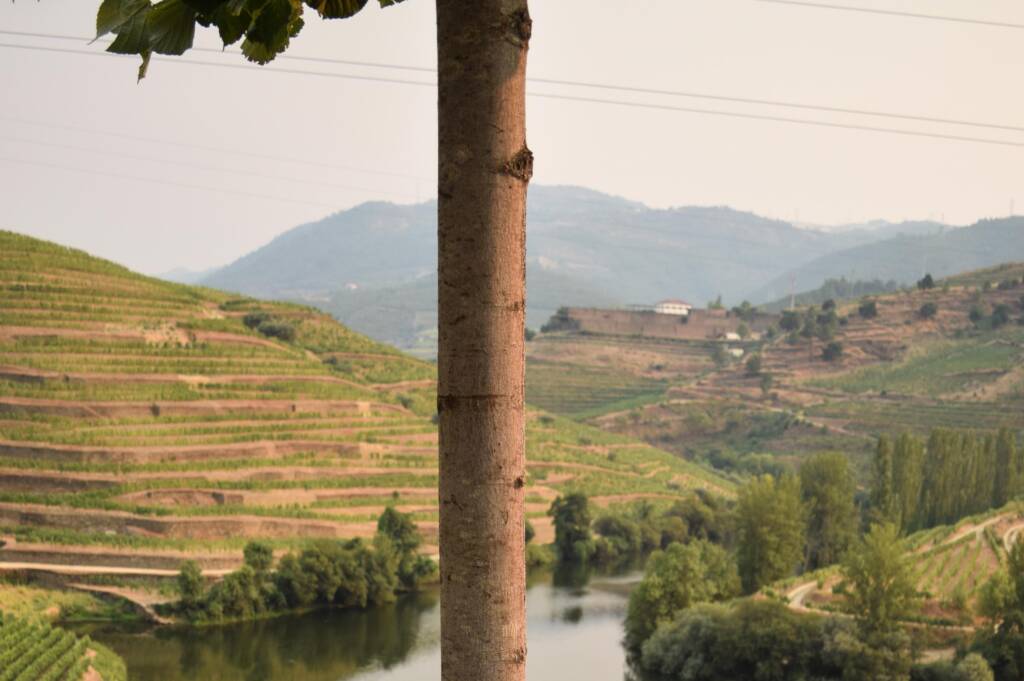 Colheita Port Wine