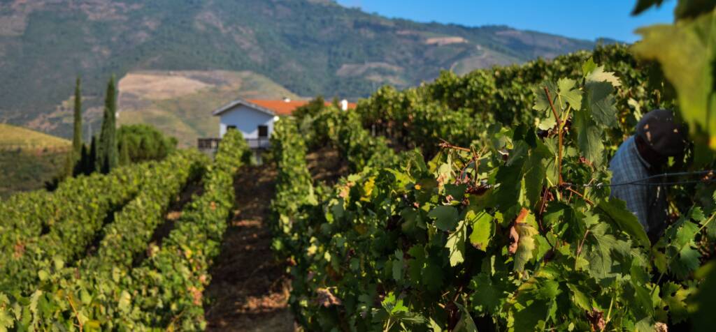 Douro DOC Wines