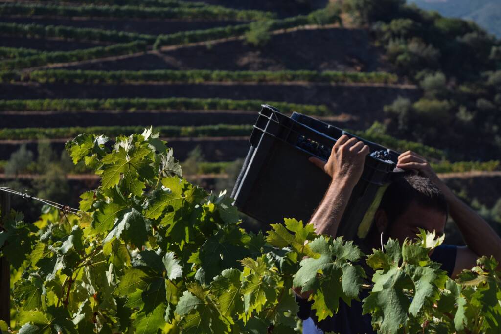 Late Bottled Vintage (LBV) Port Wines