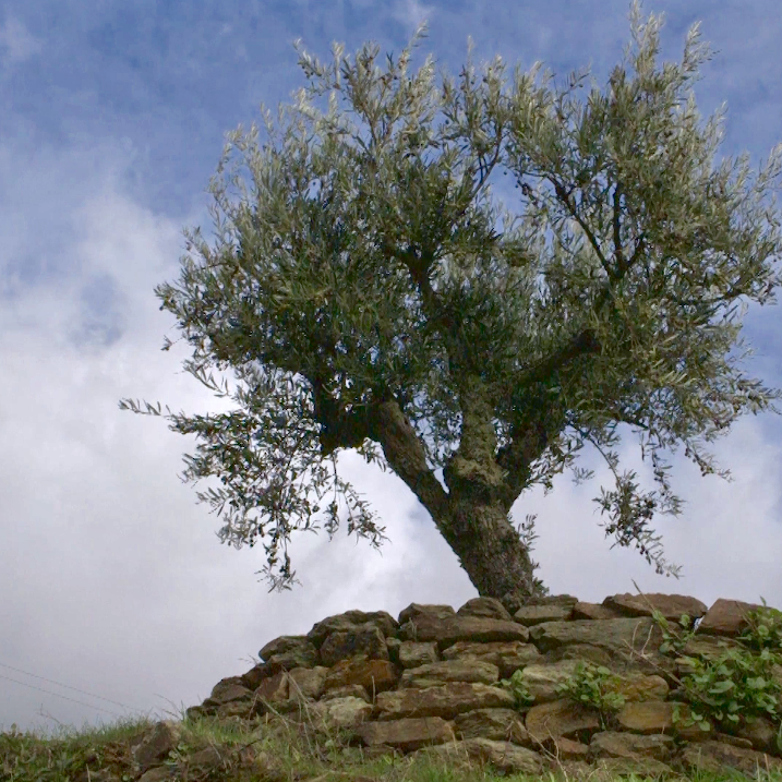 Extra Virgin Olive Oil - Image 4