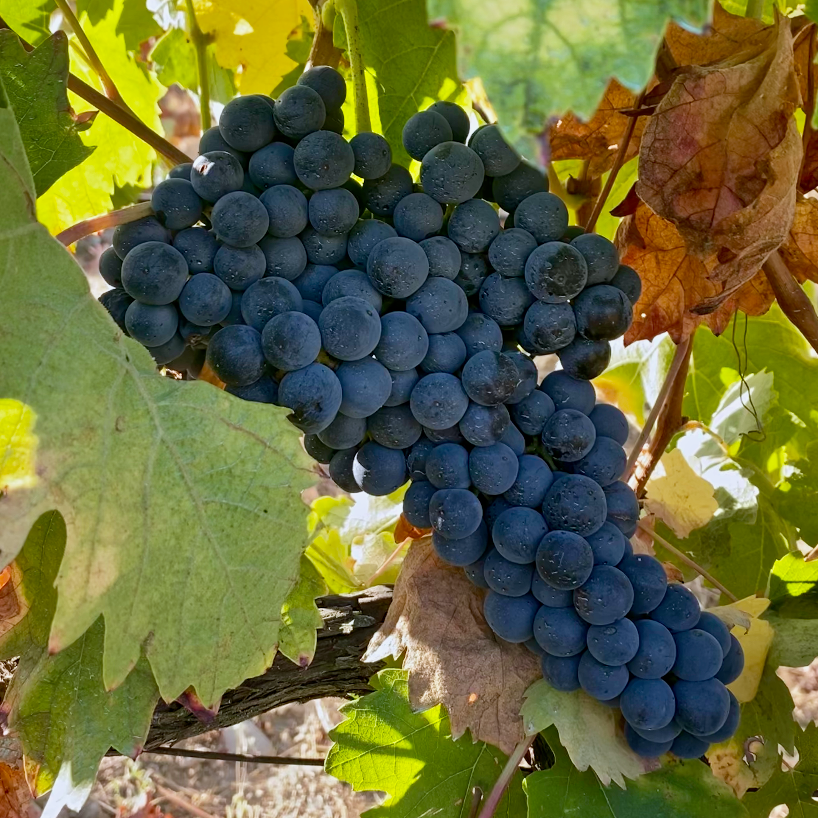 Douro DOC Rosé 2024 - Image 3