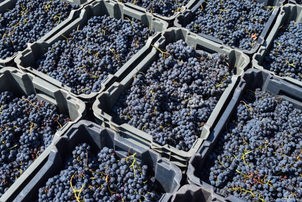 Ruby Port Wines